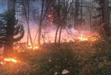 آتشسوزی جنگل