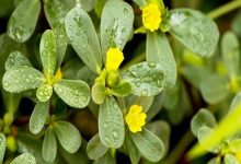 کشاورزی پایدار