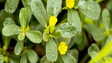 کشاورزی پایدار